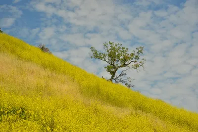 DSC_6432 (Large).JPG